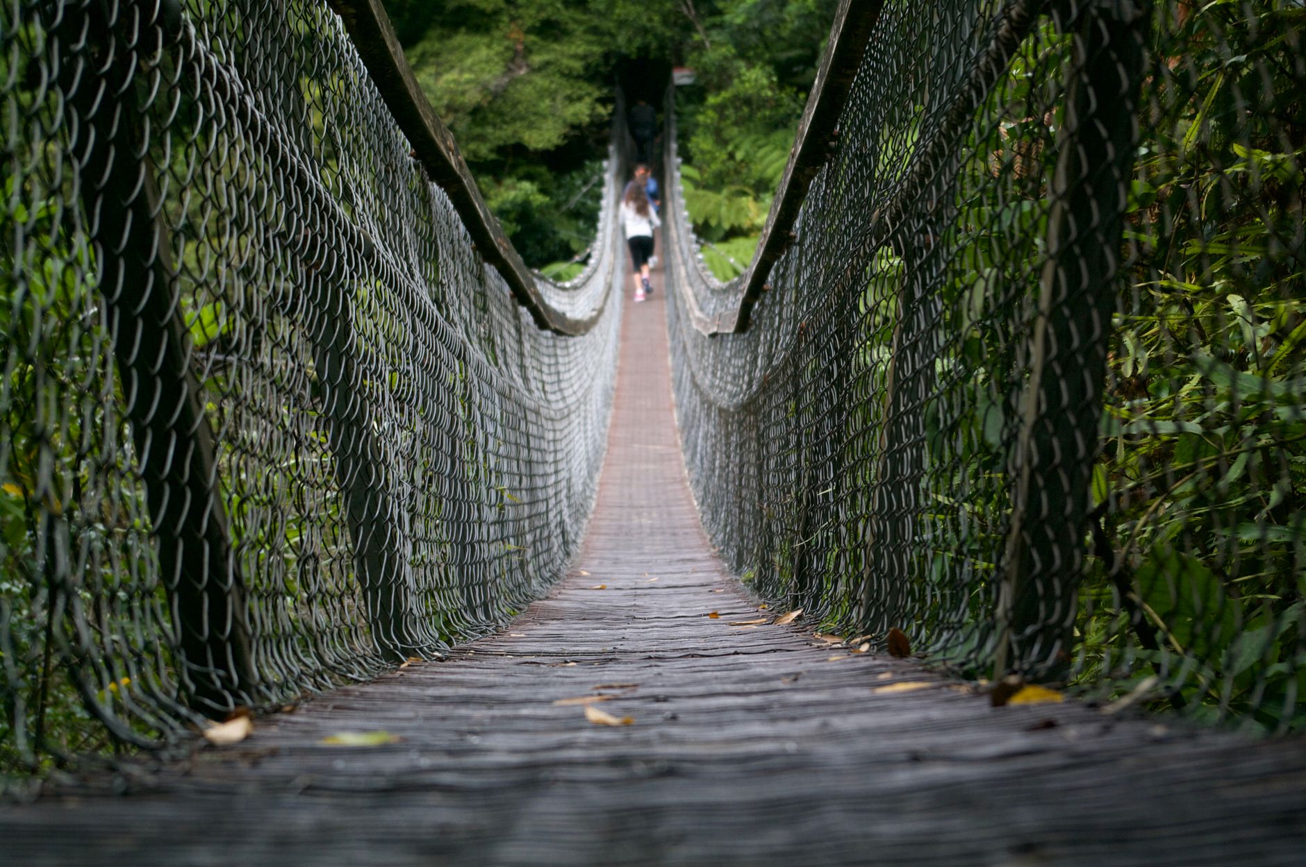 Monteverde cloud forest hanging bridge