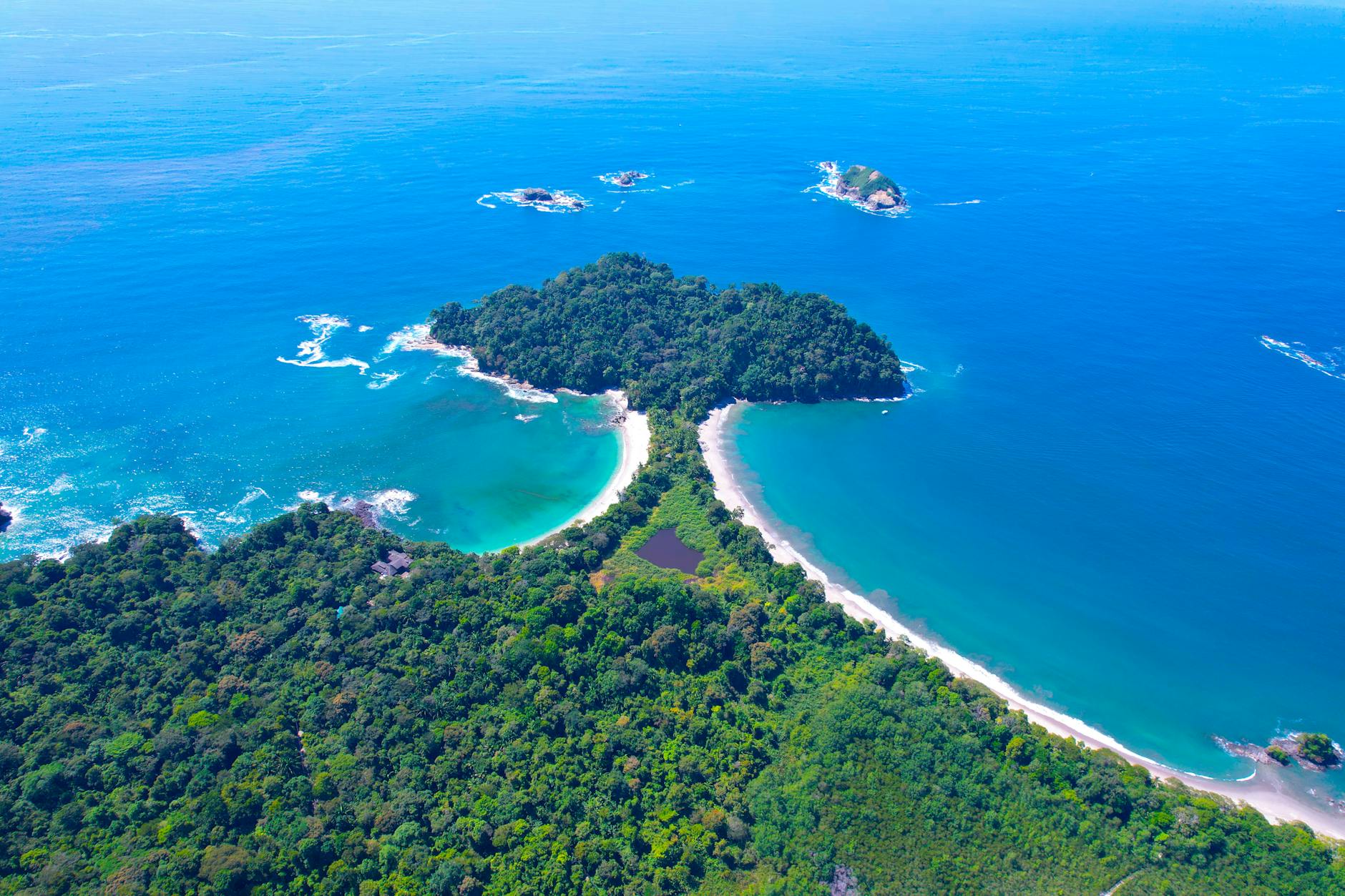 Manuel Antonio beach sloth tree