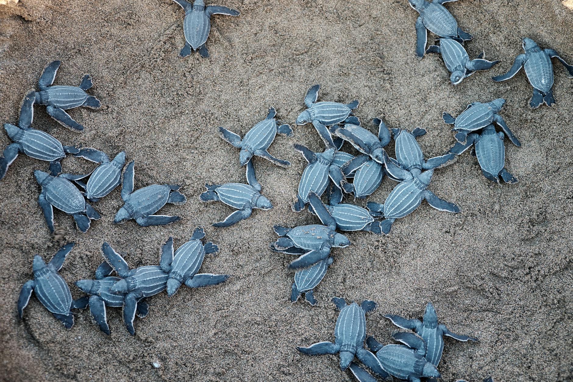Tortuguero turtle beach nesting