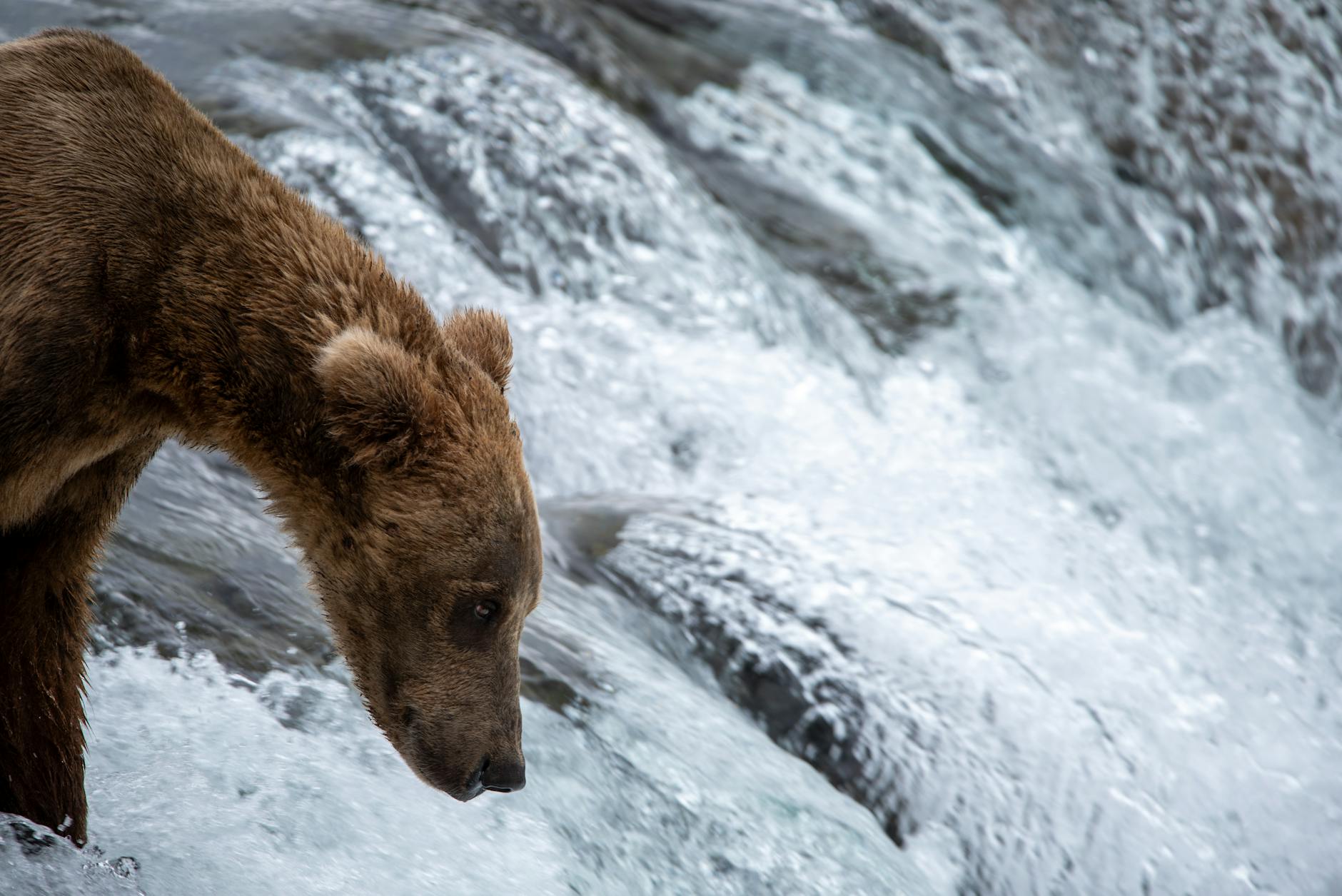 Alaska brown bear salmon stream