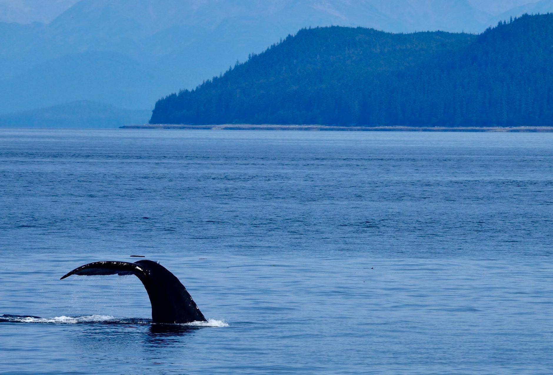 Alaska whale tail breaching ocean