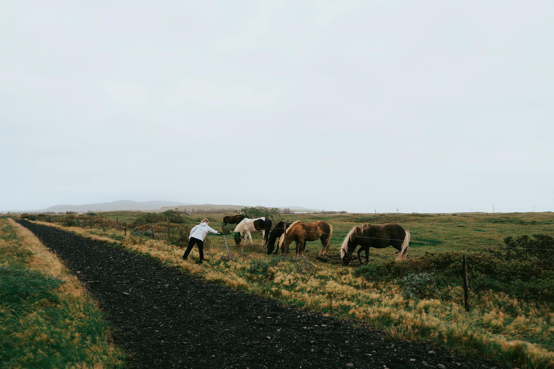 Iceland Icelandic horses field
