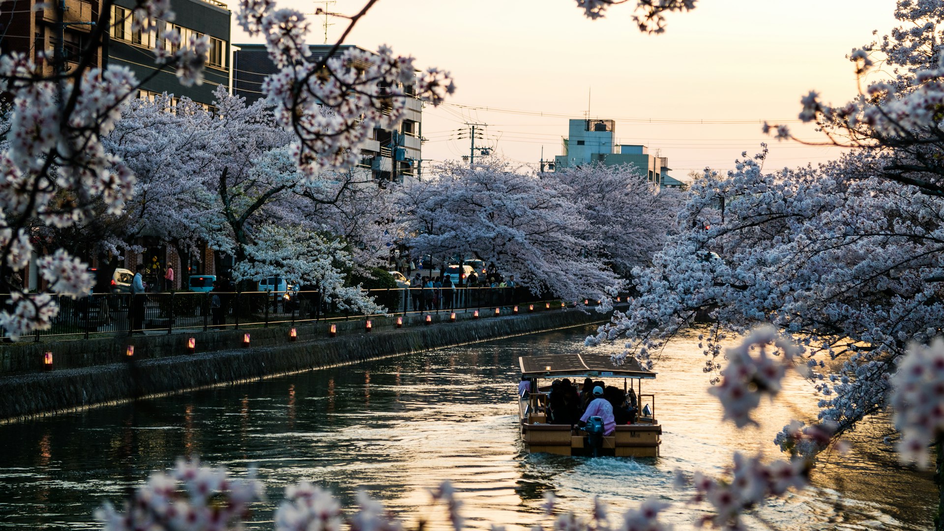 Philosopher's path Kyoto cherry blossoms