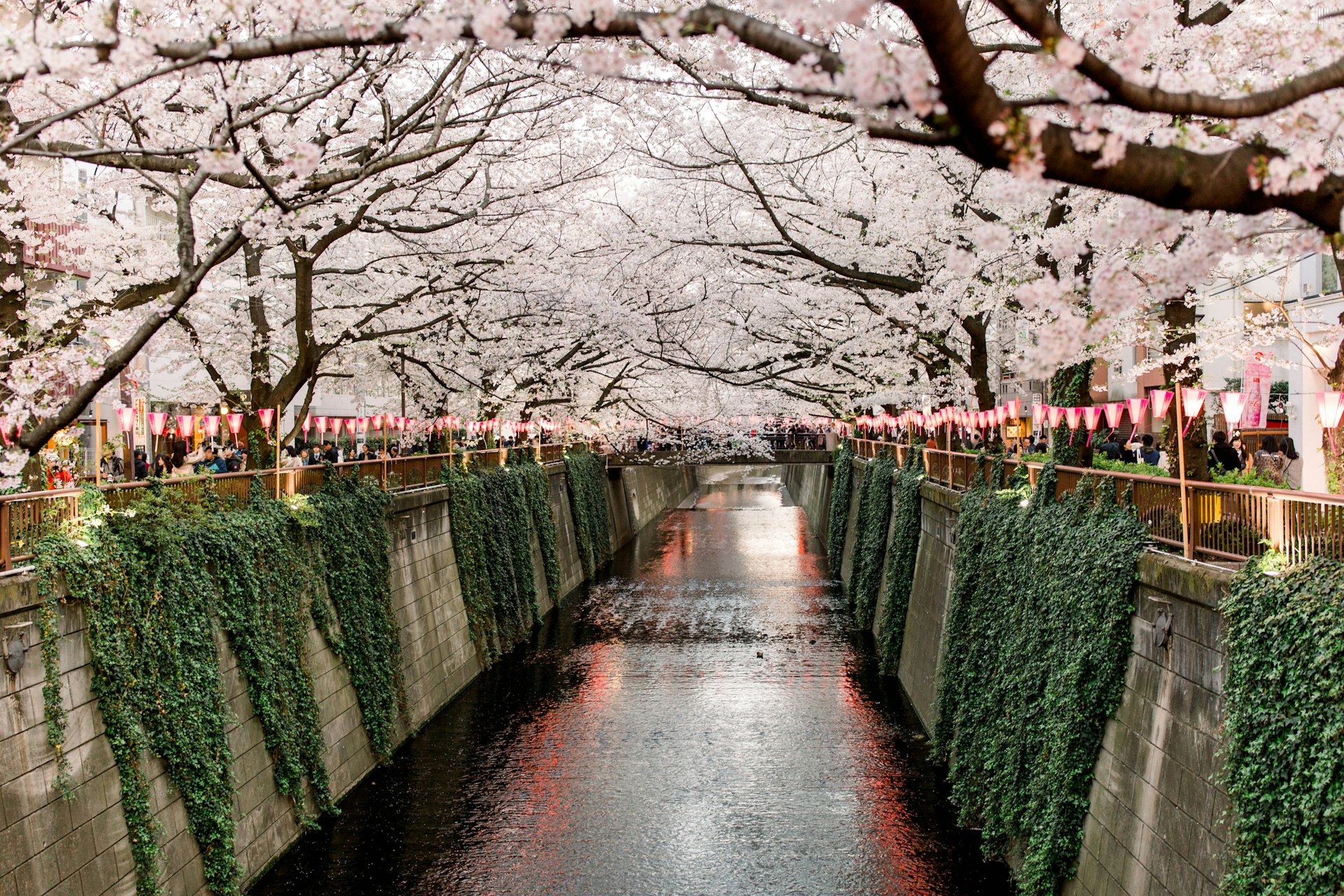 Tokyo Meguro river sakura at night