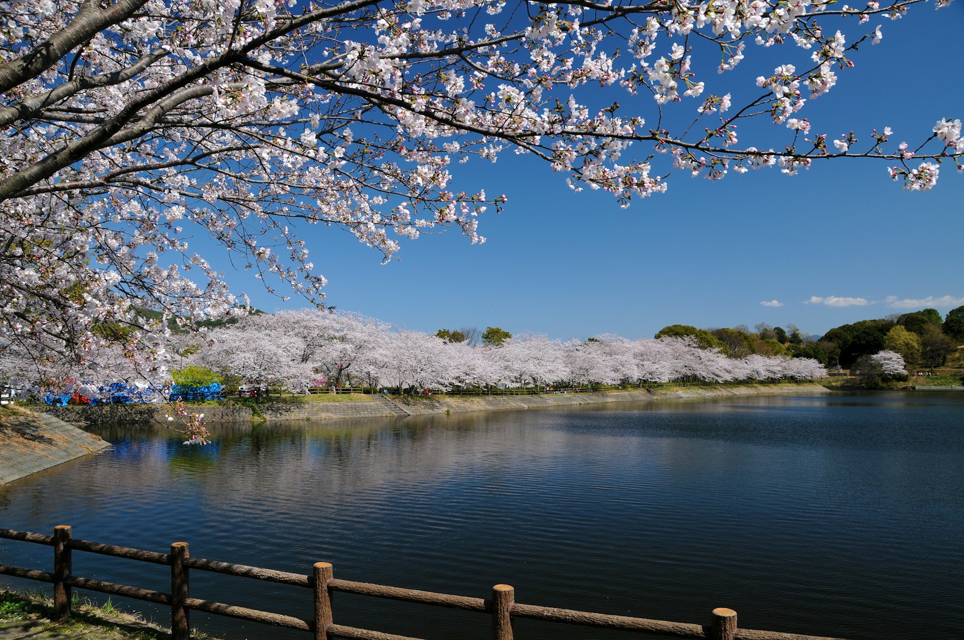 Ueno park cherry blossom picnic