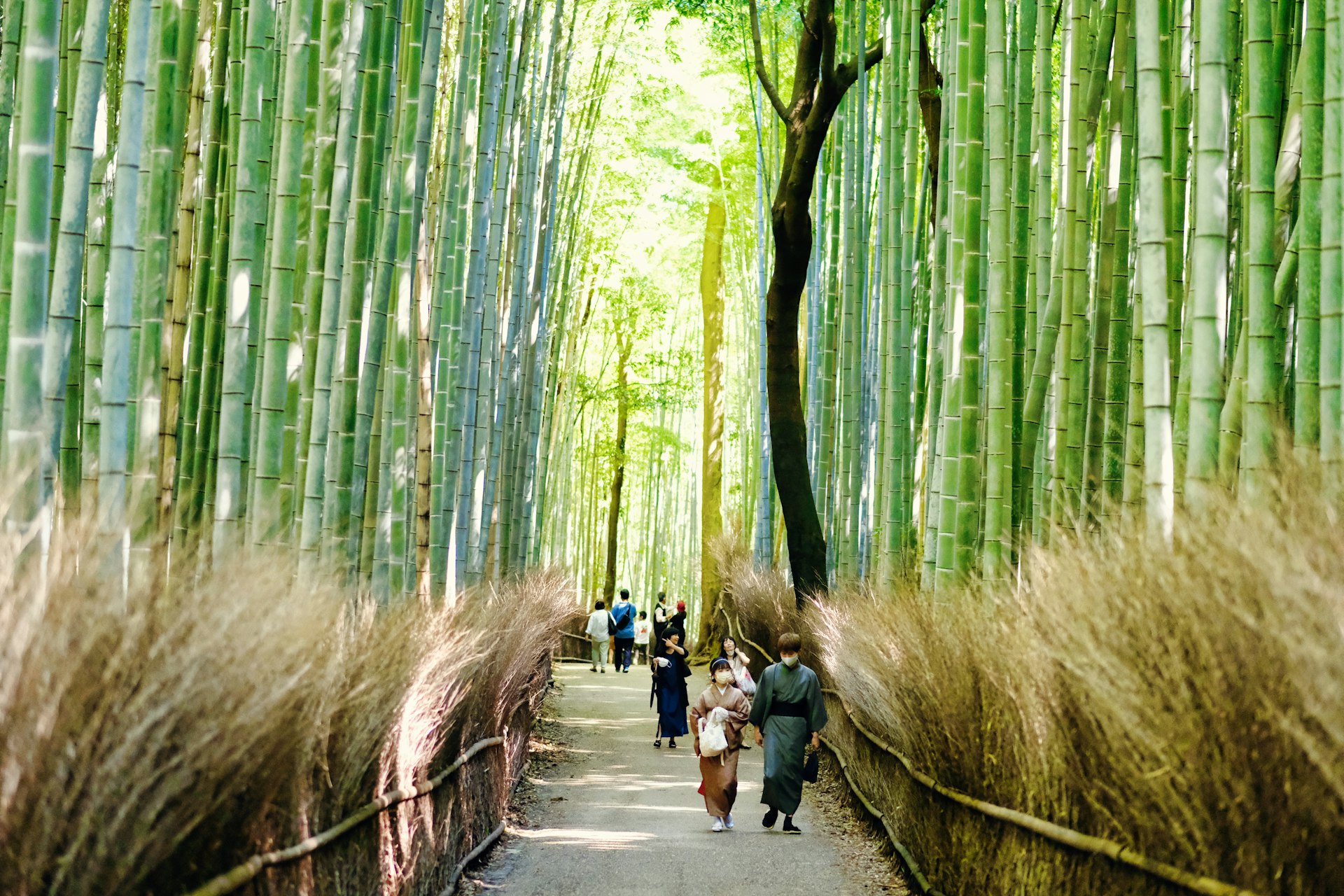 Kyoto Arashiyama bamboo grove