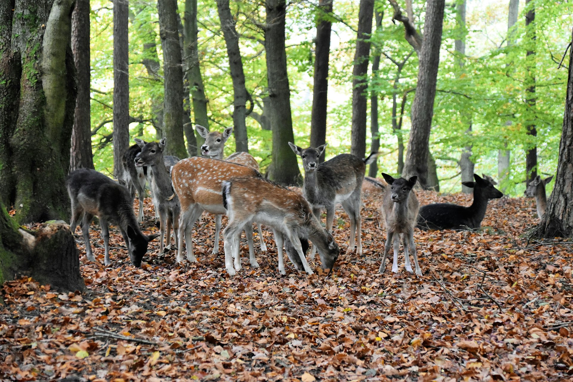 Nara deer park feeding