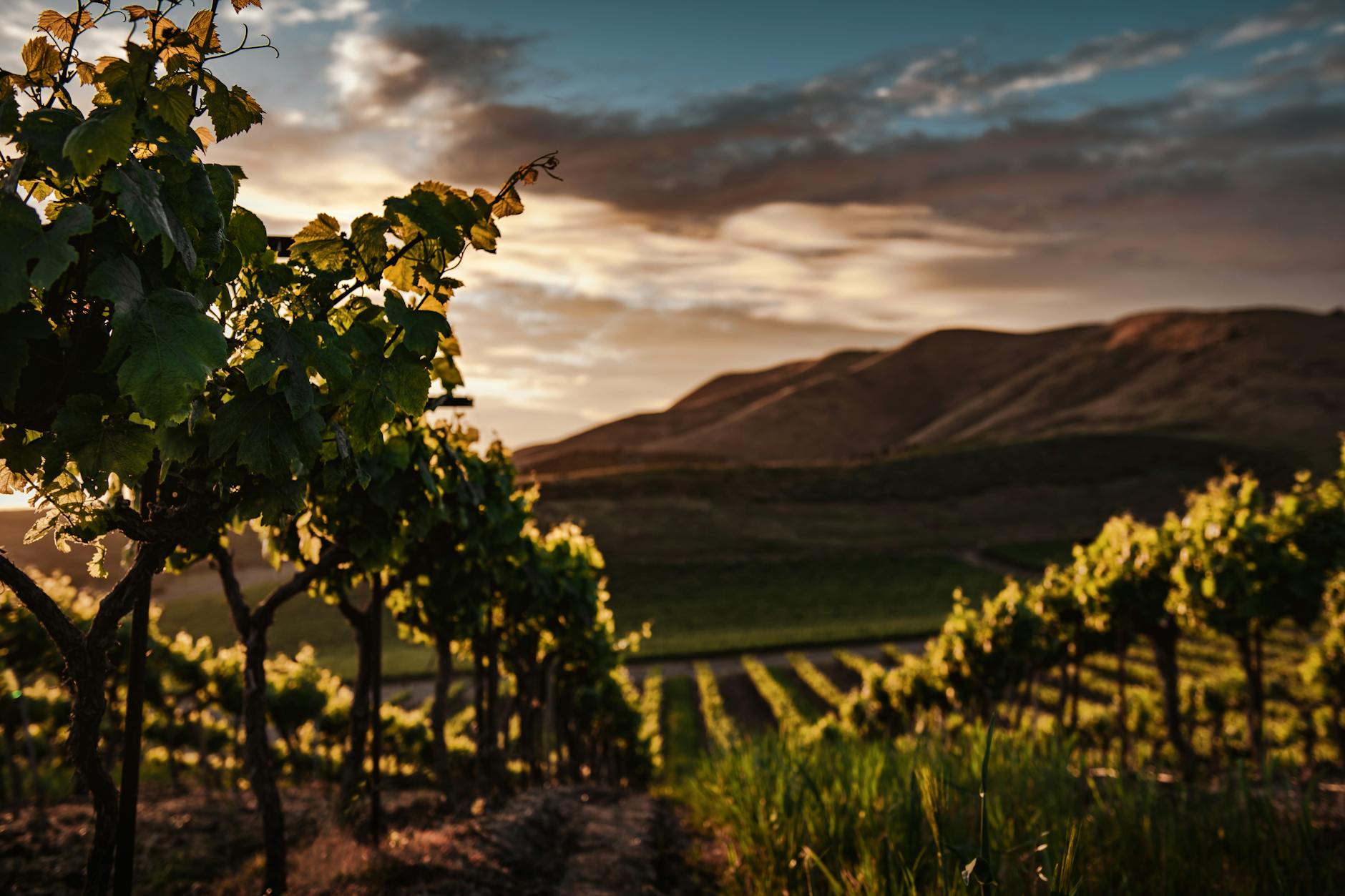 Santorini winery vineyard sunset